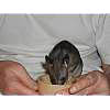 01_pouched_rat_5weeks.jpg