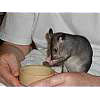 02_pouched_rat_5weeks.jpg