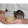 04_pouched_rat_5weeks.jpg