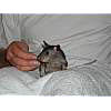 06_pouched_rat_5weeks.jpg