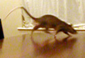 Table-top rat