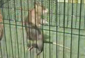 Waltzing rat