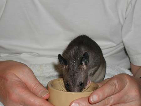 01_pouched_rat_5weeks.jpg