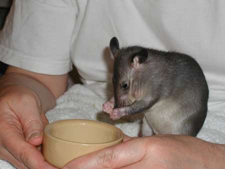 02_pouched_rat_5weeks.jpg