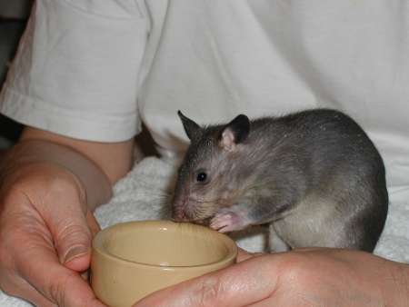 03_pouched_rat_5weeks.jpg