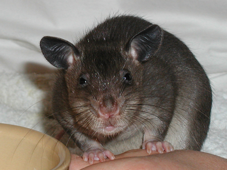 04_pouched_rat_5weeks.jpg