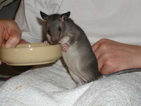 05_pouched_rat_5weeks.jpg