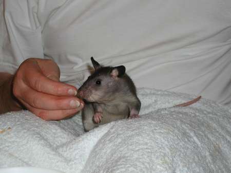 06_pouched_rat_5weeks.jpg