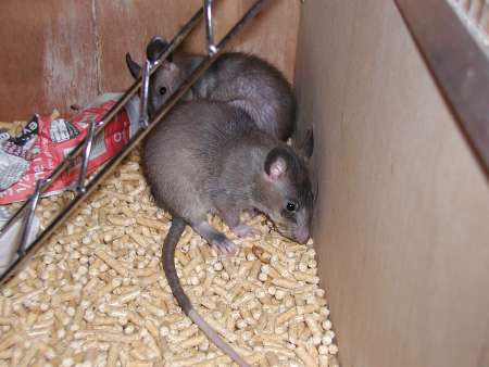 Two eight week old Pouched Rats