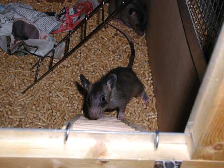 Pouched rat climbing ladder