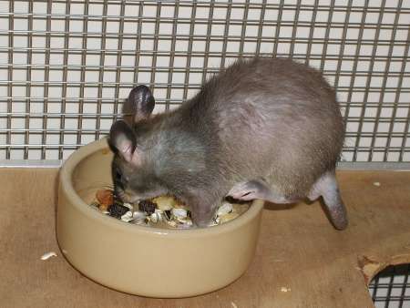Pouched Rat eating from food bowl