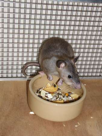 Female Pouched Rat at food bowl