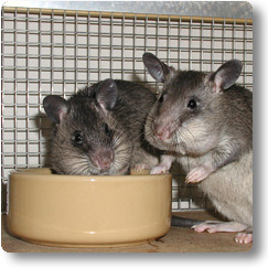 Two young Pouched Rats at thier food bowl