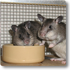 Babu and Ambaa stuffing their faces Two young Pouched Rats at thier food bowl