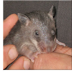 Baby pouched rat with one eye just opening