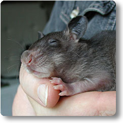 4 week old Jaali asleep sleeping baby rat