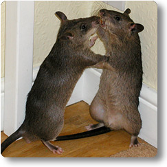 Two yong pouched rats sizing up to each other