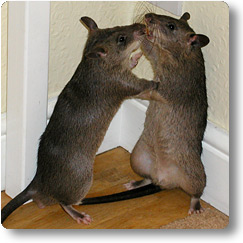 Spoiling for a fight Two yong pouched rats sizing up to each other