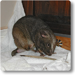 Jaali having a good scratch Pouched Rat scratching