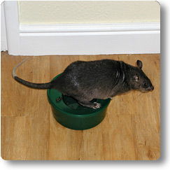 Pouched Rat using a potty