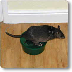 Kali on her potty Pouched Rat using a potty