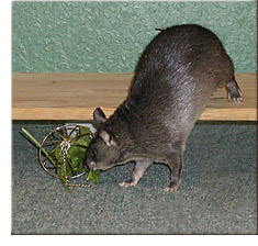 Kali playing with a ball of spinach