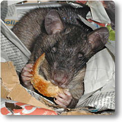 Pouched rat in nest eating