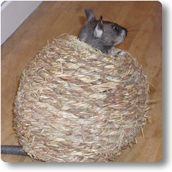 4 week old Jaali asleep Kali playing in a ball