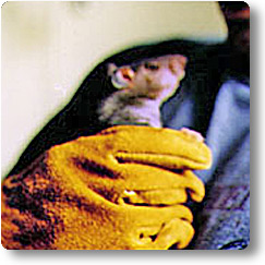 Kali getting used to being held Rat being held in armoured glove