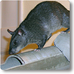 Kali playing in her tubes Pouched rat climbing in cardboard tubes