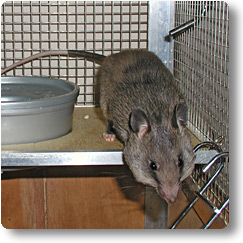 Young pouched rat in cage