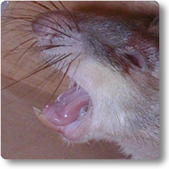 Ready to bite Pouched Rat snarling