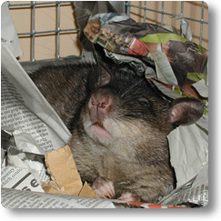 Kali saying Good Morning Pouched Rat waking up
