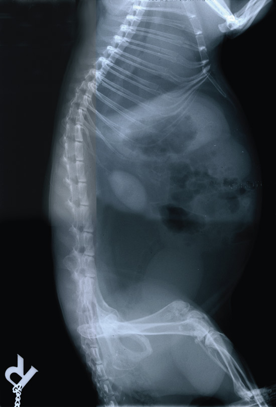 X-ray of a Pouched Rat