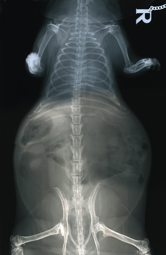 X-ray of a Pouched Rat