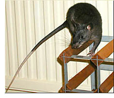 Kali climbing on a wine rack