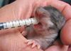 Pouched Rat baby