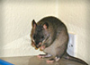 Pouched Rat washing